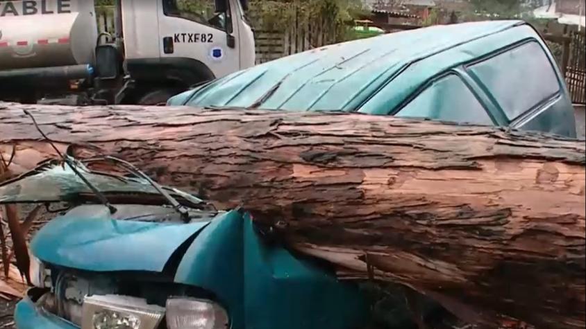 Auto afectado por caída de árbol en Calera de Tango 