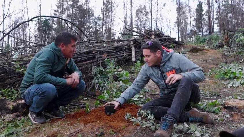 Pancho Saavedra visitará la Región del Biobío y reforestará bosque nativo quemado por incendios