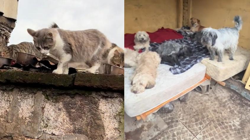 Buscan hogar para 13 perros y 10 gatos abandonados: su dueña murió hace un mes
