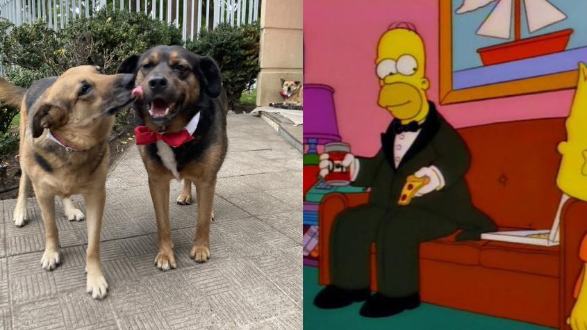 "¿Por qué tan elegante Homero?": Perritos del Congreso se lucen con corbatas en la Cuenta Pública