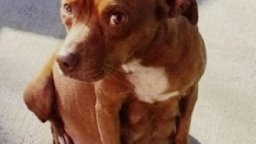 Final feliz para los cachorros de perrita atropellada en Recoleta: los 8 fueron adoptados