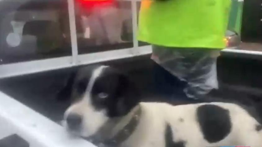 ¡Final feliz! Perrito perdido en medio de las calles inundadas de San Miguel se reencuentra con su dueño