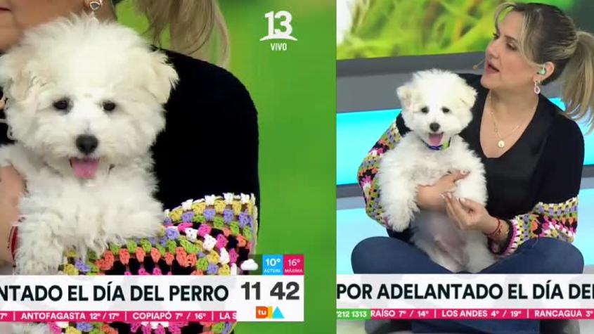 La historia de Miko, el perro regalón de Michelle Adam que adoptó gracias a Priscilla Vargas