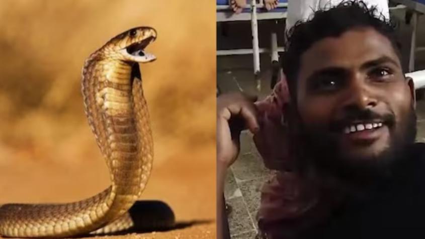 Un hombre mató a mordidas a serpiente venenosa: el reptil lo había atacado 