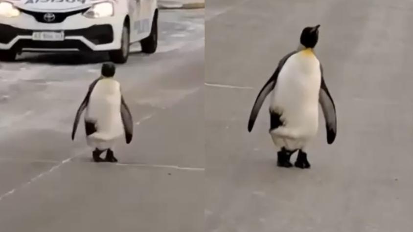 Pingüino rey sorprende deambulando por las calles de Tierra del Fuego