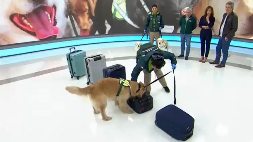 Así trabajan los perritos del SAG en el Aeropuerto de Santiago