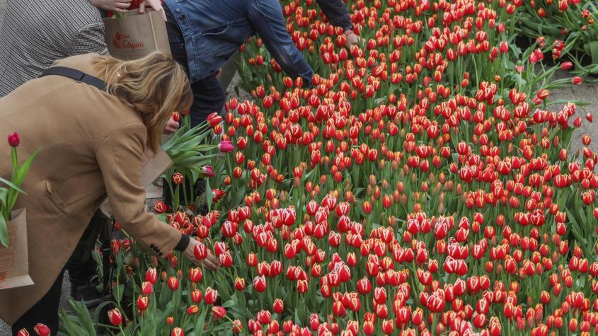 Día del Tulipán: conozca cuándo es y dónde recibir flores gratis
