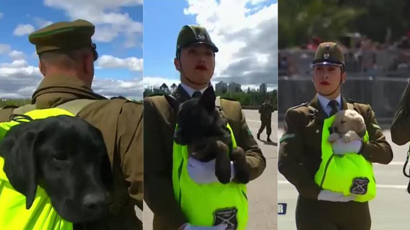 Parada Militar 2024: Los perritos policiales se llevaron todas las miradas 