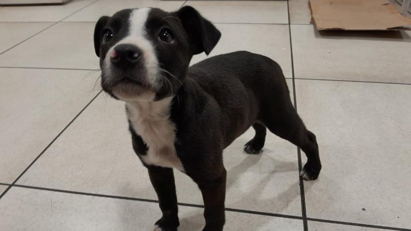 Metro de Santiago busca hogar para pequeño perrito: "Para que le den mucho amor, abrigo y pollito"