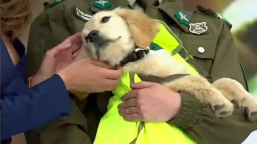 ¡Pura ternura! Perritos de Carabineros tienen pocos meses y ya participaron en la Parada Militar 2024