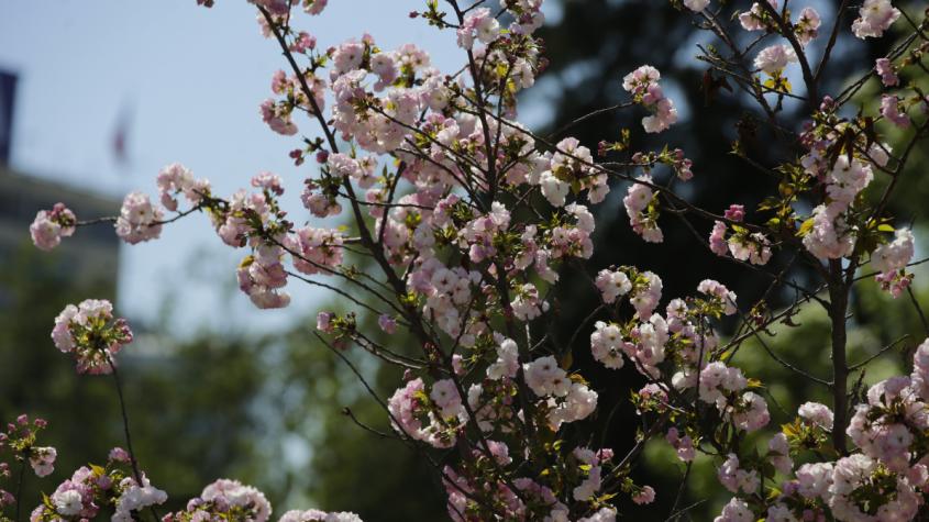 Inicia la primavera: ¿Cómo estará el tiempo la próxima semana en Chile?