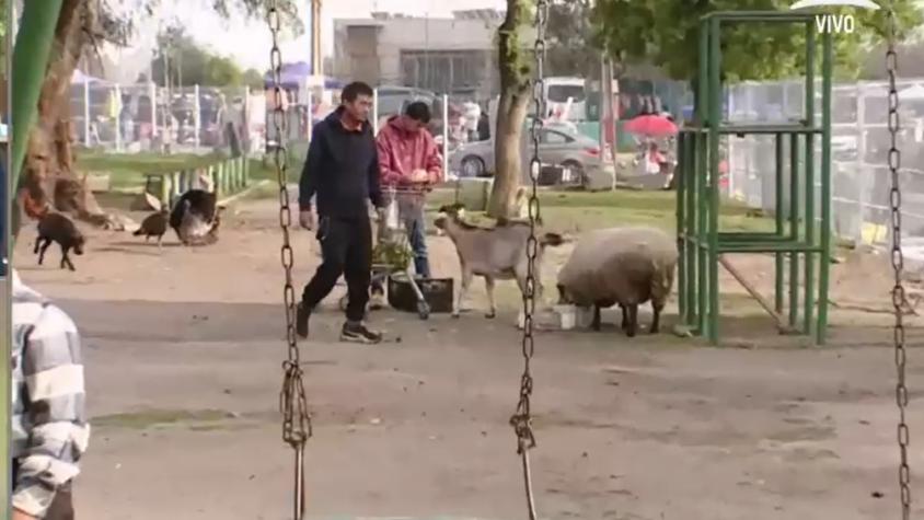 Vecina de Estación Central transformó plaza pública en granja para sus animales