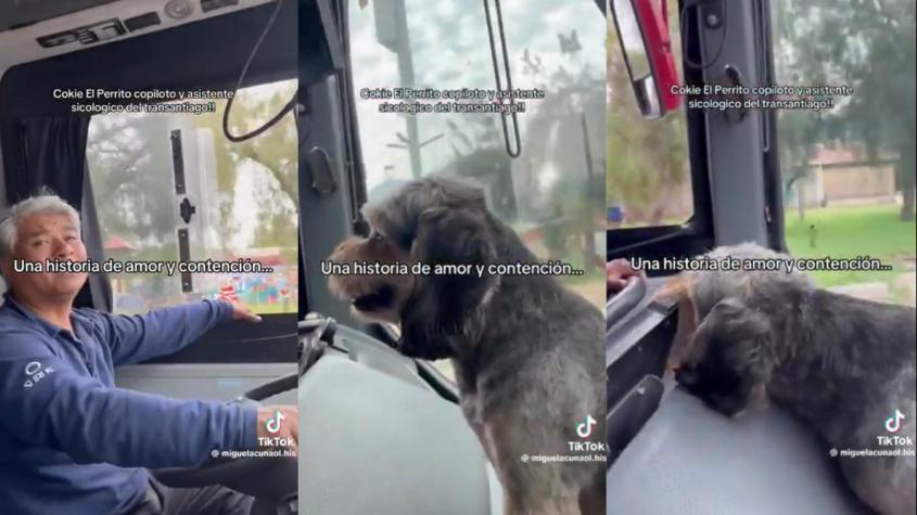 "Cokie", el perrito que trabaja de copiloto junto a un chofer se hizo viral en redes sociales