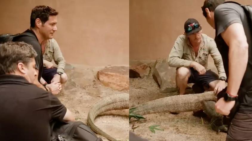 Adelanto próximo capítulo “Socios por el Mundo”: Pancho y Jorge conocerán al temido dragón de Komodo