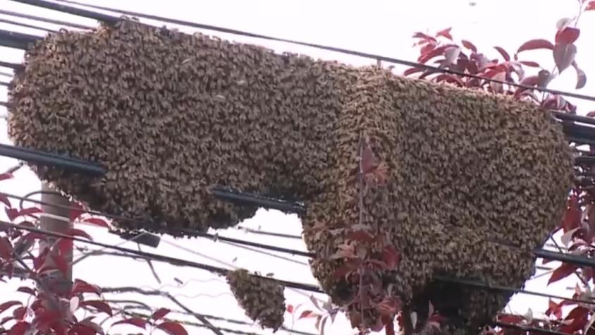 Gran panal de abejas en la vía pública preocupa a los vecinos de Maipú