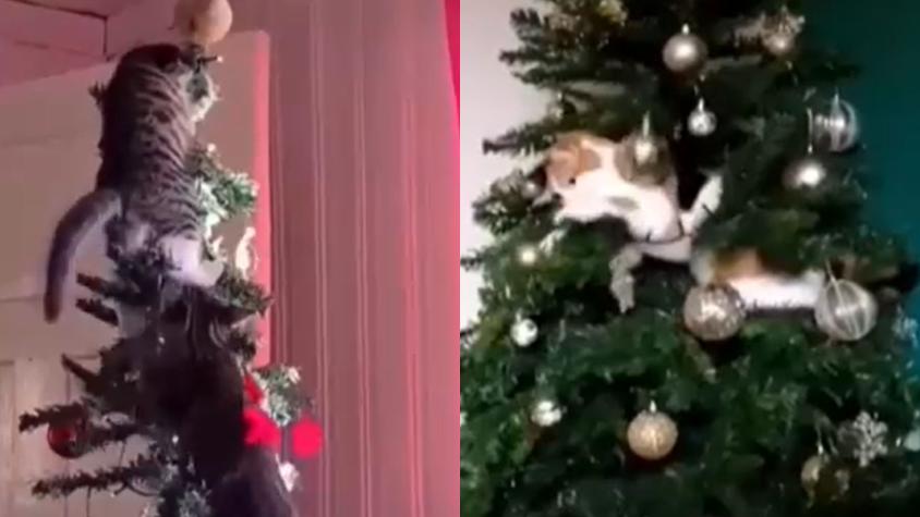 ¿Por qué los gatos están obsesionados con el árbol de Navidad?