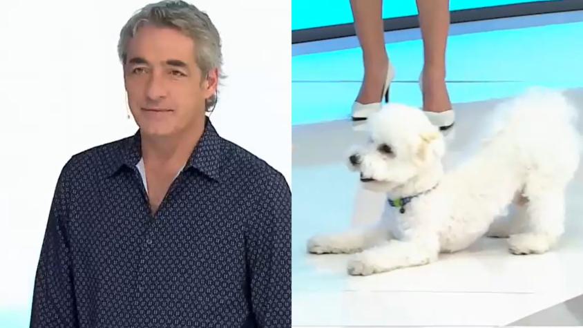 José Luis Repenning "retó" al perrito de Michelle Adam: "El programa lo haces tú..."