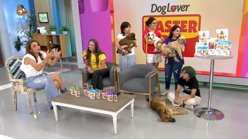 Mirada Animal nos invita a cambiarle la vida a un perrito 