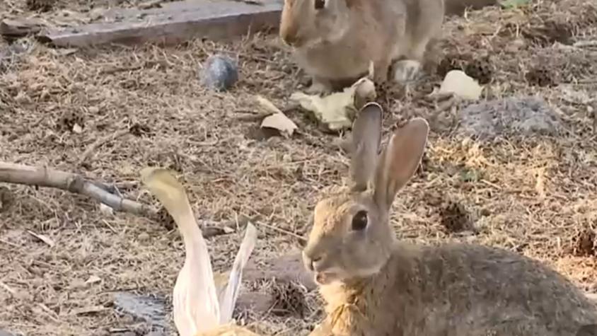 Más de 200 conejos: Plaga preocupa a los vecinos de condominio de Las Condes