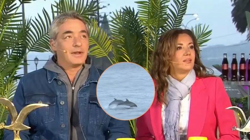 Delfines sorprenden en vivo al panel de Tu Día desde Viña del Mar: "¡Qué bonita imagen!"
