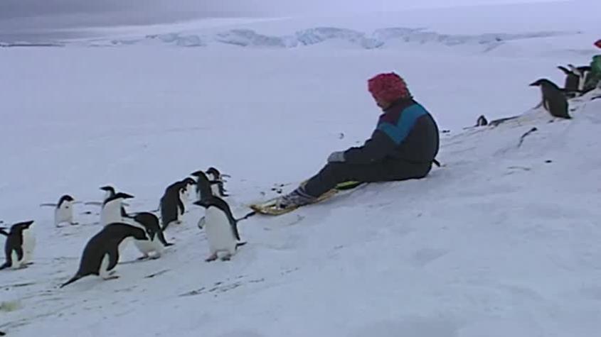  El Mundo del Profesor Rossa | Temporada 1994 | Capítulo 16 | Antártica, sus animales