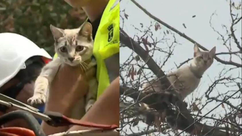 Estaba a 12 metros de altura: Así fue el exitoso rescate de una gatita que estuvo 24 horas en un árbol