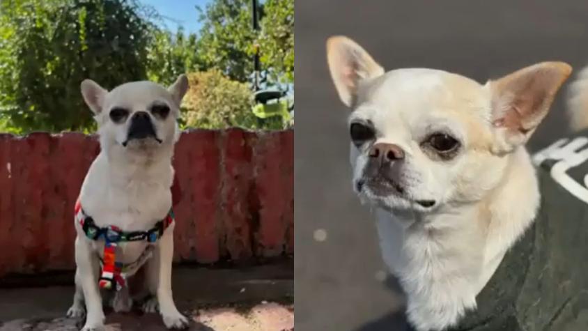 Perro se perdió en Santiago, lo encontró una persona y no lo quiere devolver a sus dueños