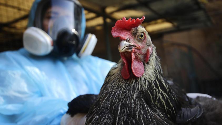 Tras gripe aviar en Brasil: ¿Cuánto podría subir el precio del pollo en Chile?