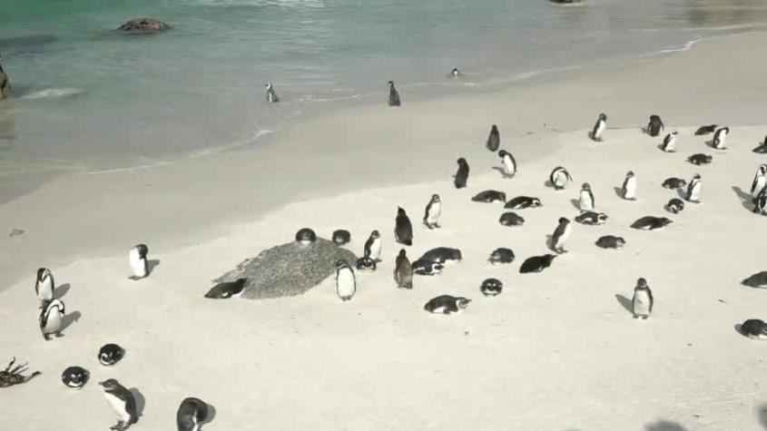 Maravillas del Mundo | T3 | Capítulo 10 | La ruta jardín, Sudáfrica