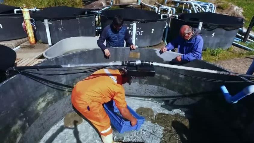 Crónicas de la Patagonia | Capítulo 11 | Granjas Marinas