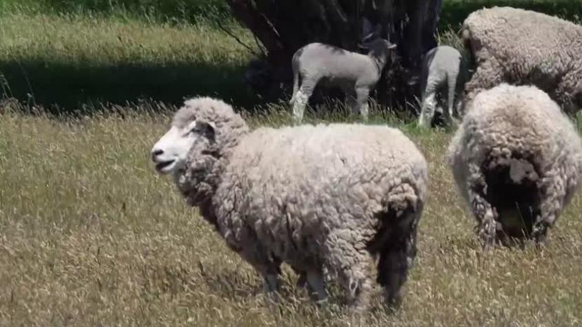 La Ruta de la Patagonia | Capítulo 5 | Coyhaique