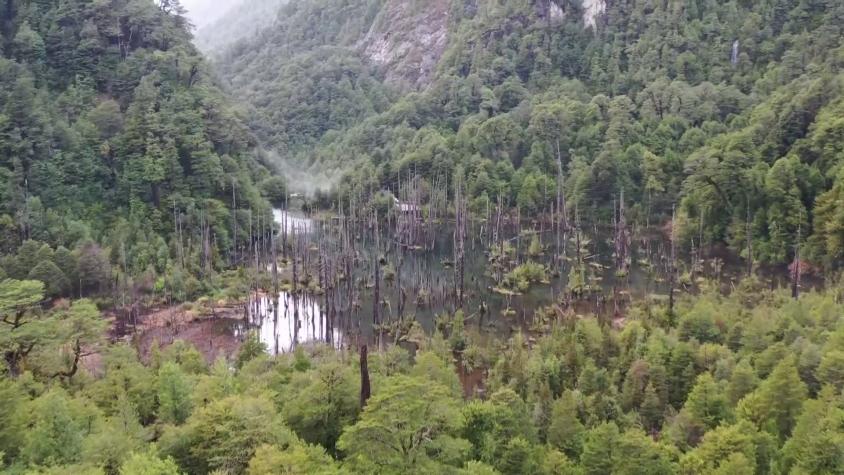 Ruta 5 | Temporada 1 | Capítulo 17 | 2 Noches en Parque Tagua Tagua y Llegada al Bosque de Alerces Hundidos