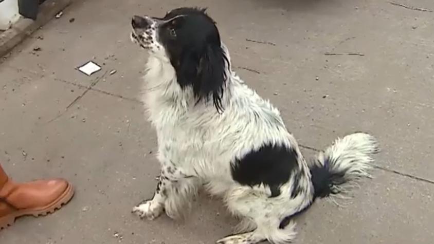 Rostro del 13 ayuda a perrito abandonado en Quinta Normal: "Le vamos a cambiar la vida"