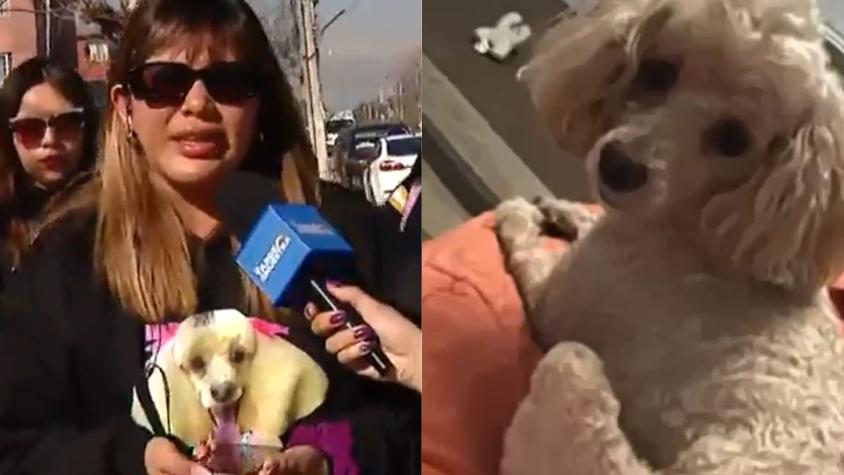 Familia contrata a vidente para encontrar a su perrita perdida en Quilicura