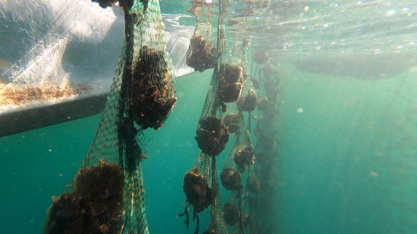 Recomiendo Chile | T15 | Capítulo 10 | Chiloé