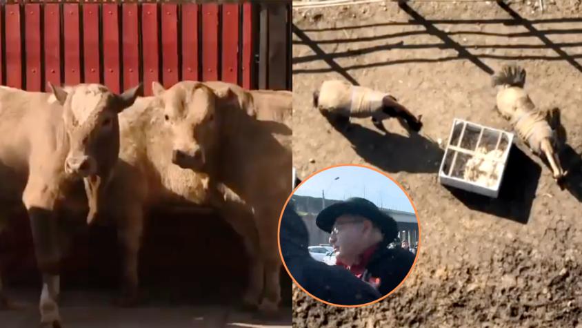 Vecinos denuncian faena ilegal de animales en toma de Estación Central: "Ahí mismo los matan"