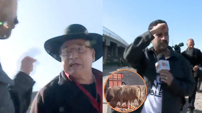 Máxima tensión por animales sueltos en la calle: Equipo de Tu Día es agredido por sujeto que intentaba apropiarse de tres novillos