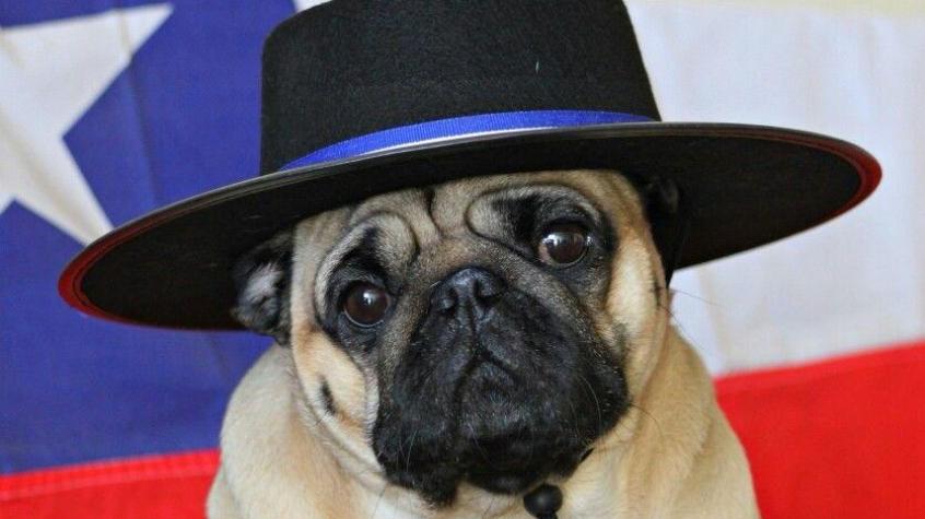 Alerta dieciochera: estos alimentos típicos de Fiestas Patrias le hacen mal a tu mascota