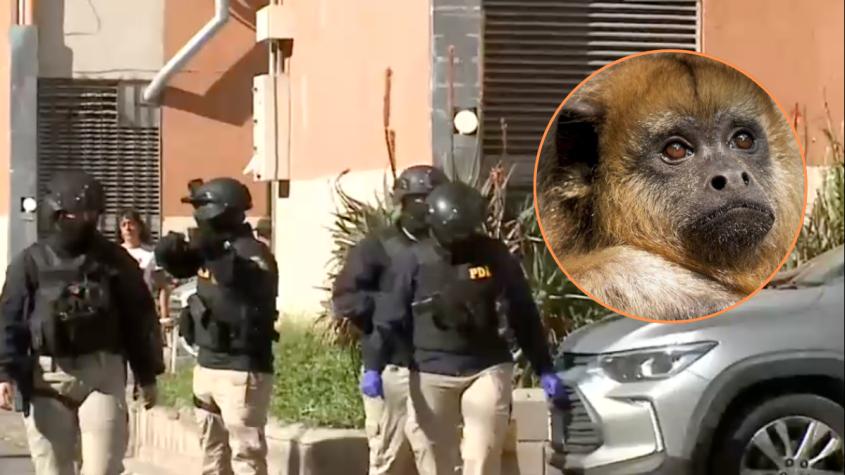 Al estilo Pablo Escobar: Allanan 10 casas de banda narco en la Región Metropolitana y encuentran un mono tití