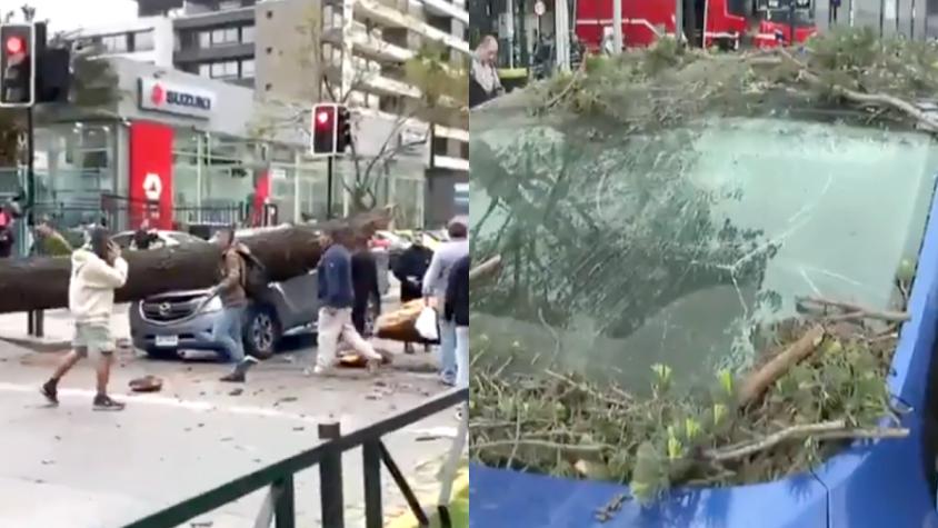 Fuertes vientos azotan Santiago: Árbol cayó sobre dos autos en la comuna de Ñuñoa