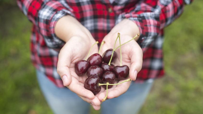 ¿Dónde? Temporada de cerezas en Chile abrirá más de 600 mil empleos: Revisa los perfiles más demandados