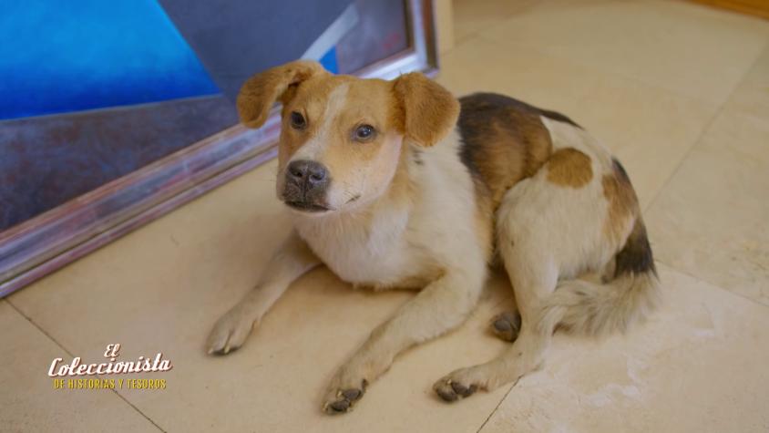 El Coleccionista de historias y tesoros | Capítulo 8