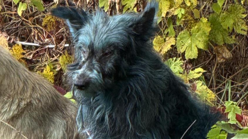 Las redes estallan por avistamiento de perros con pelaje azules en Chernóbil 