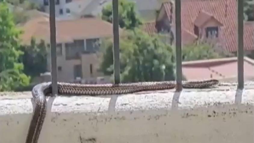 Vecina de Macul se encontró con gigantesca culebra en el patio de su casa: ¿Es peligrosa?