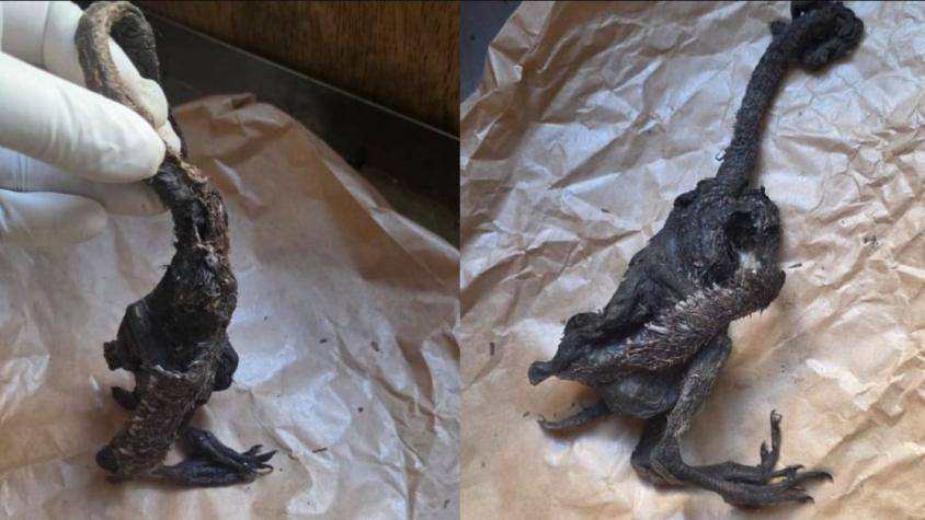 ¡Fin del misterio! Aclaran la verdad tras extraño cuerpo hallado en Paillaco: no es el chupacabras