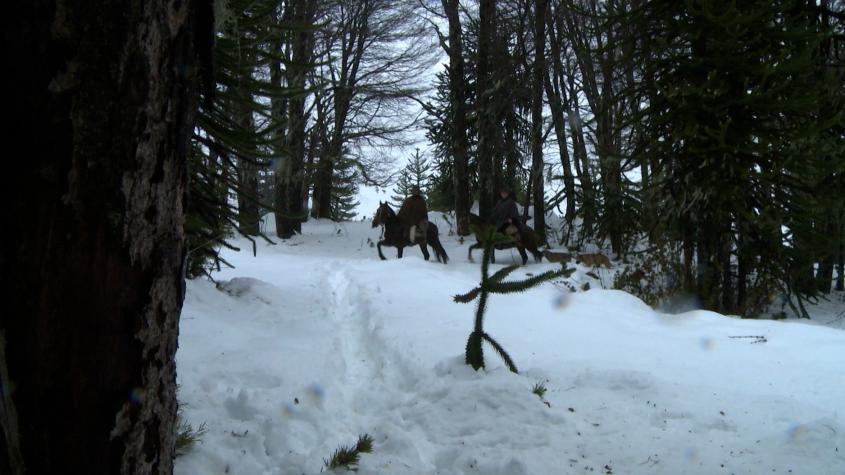 Recomiendo Chile | T9 | Capítulo 10 | Alto Bío Bío, tierra del piñón sagrado