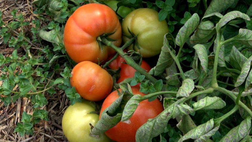 Recomiendo Chile | T9 | Capítulo 16 | 100 k, generando conciencia alimentaria