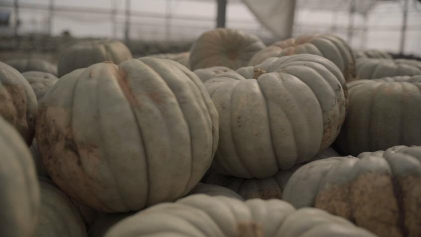 El Ingrediente | T2 | Capítulo 7 | Zapallo