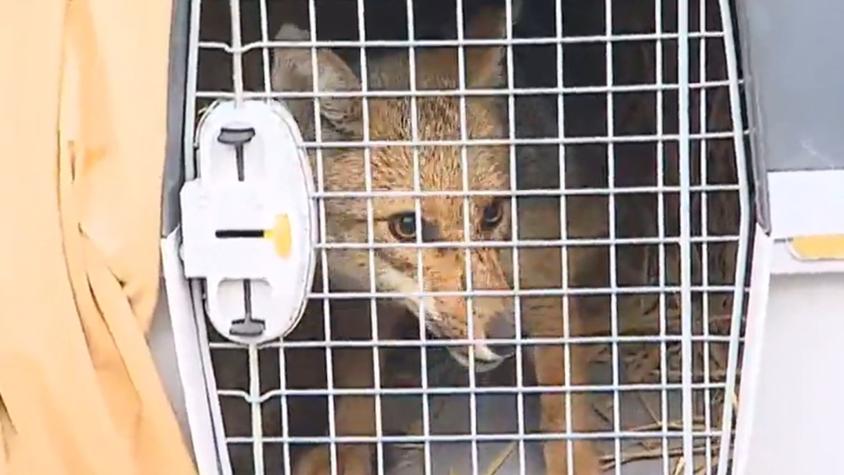 Tu Día presencia el rescate de un zorro en Las Condes: todos aplaudieron tras cumplir el objetivo