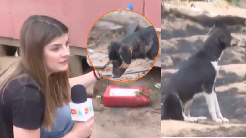 El lindo gesto de periodista de Tu Día con perrito afectado por los incendios en Melipilla
